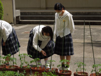 DSCN4410