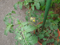 DSCN4532