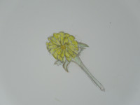 DSCN8894