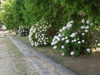 DSCN5007