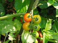 DSCN5246