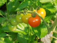 DSCN5291