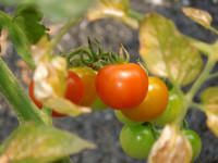 DSCN5351