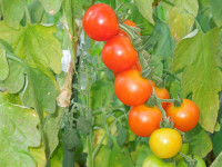 DSCN5453